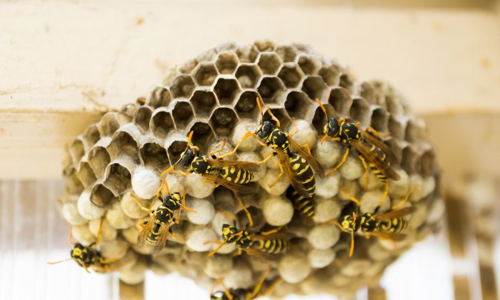 How to deal with wasp nests - City Pest Control Services