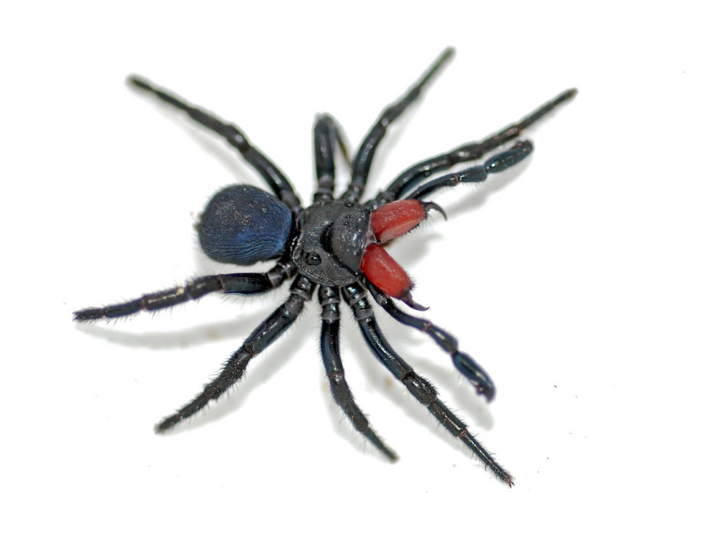 Most Venomous Spiders in Australia - Mouse Spider