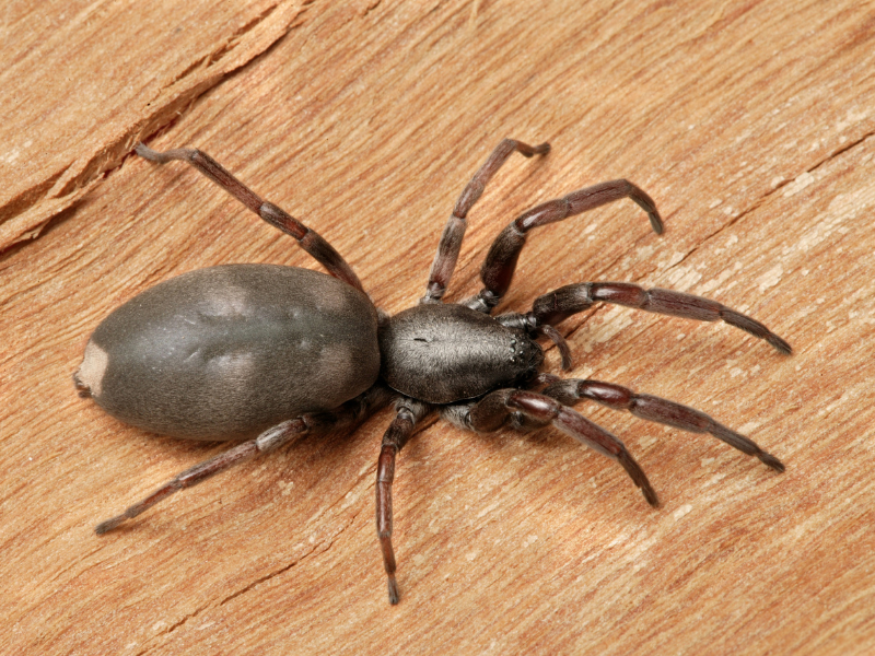 Most Venomous Spiders in Australia - White-Tailed Spider