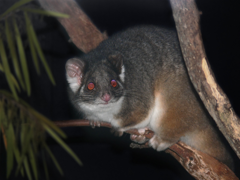 City Pest Control for Common Ringtail Possums