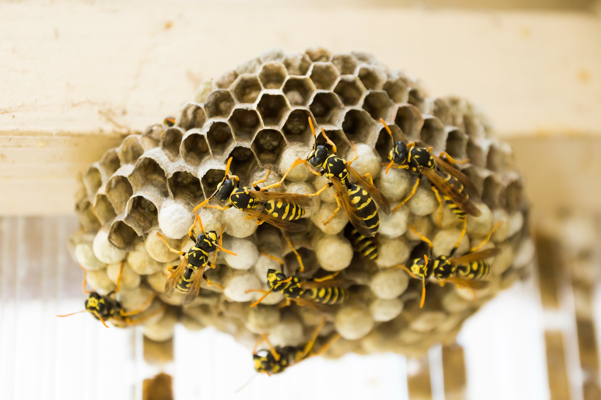 wasp nest removal services queanbeyan