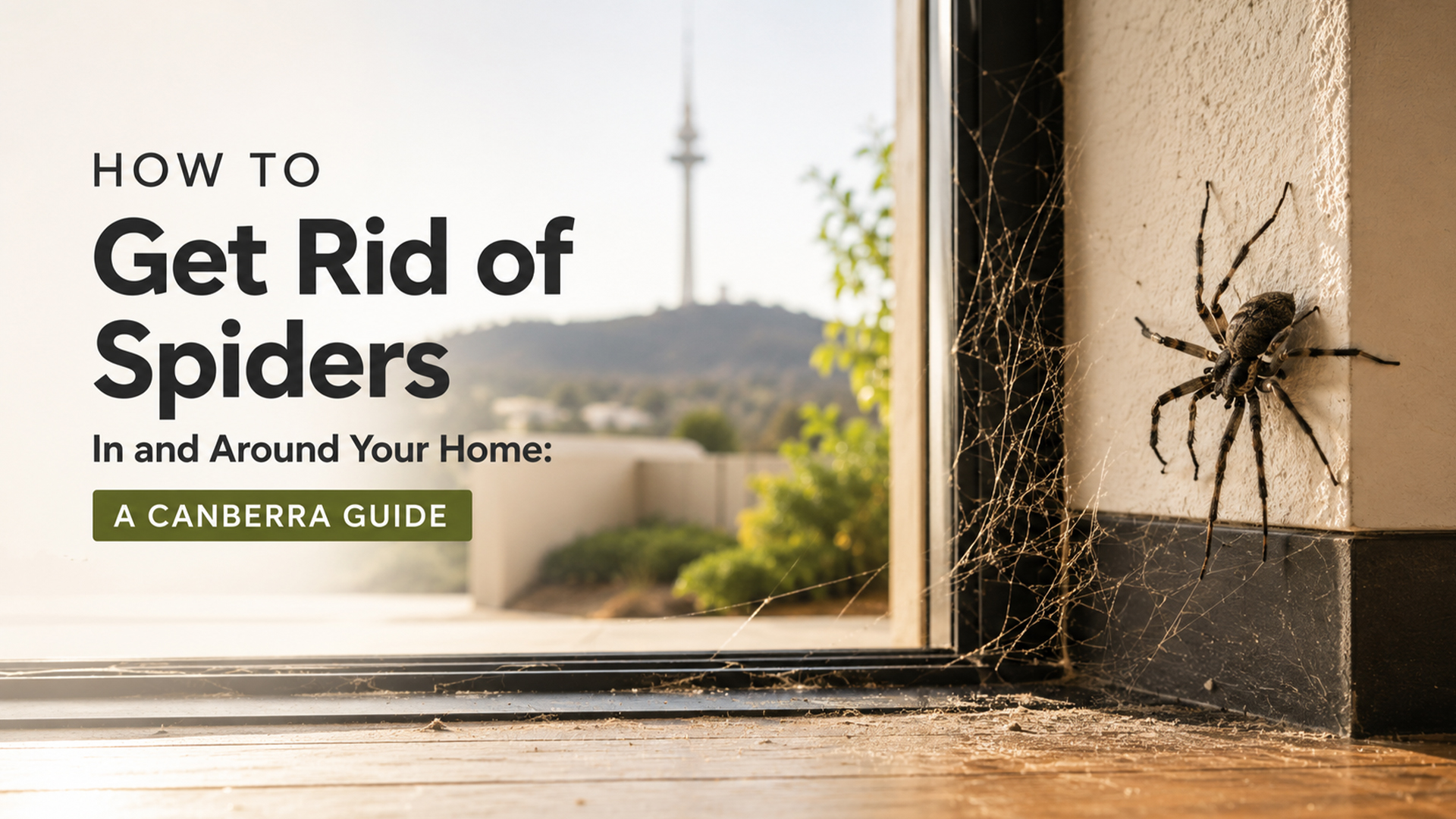 How to get rid of spiders in and around your home: A Canberra guide, featuring a spider and web near a window